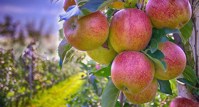 7 Irresistible Ways to Use Extra Apples