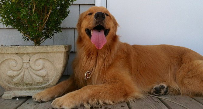 Frozen Dog Treats For Summer