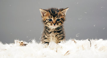 Effective Flea Treatments For Cats
