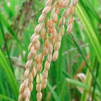 Everything to Know About Ferulic Acid