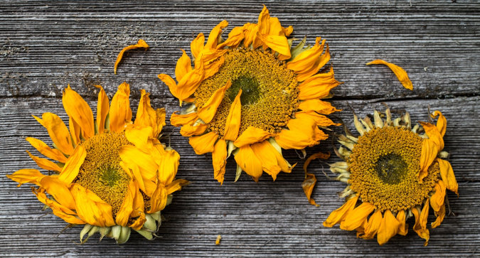 This Farm-to-Beauty Line is Our Newest Obsession