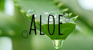Aloe Is So Much More Than Just Good For Your Sunburn