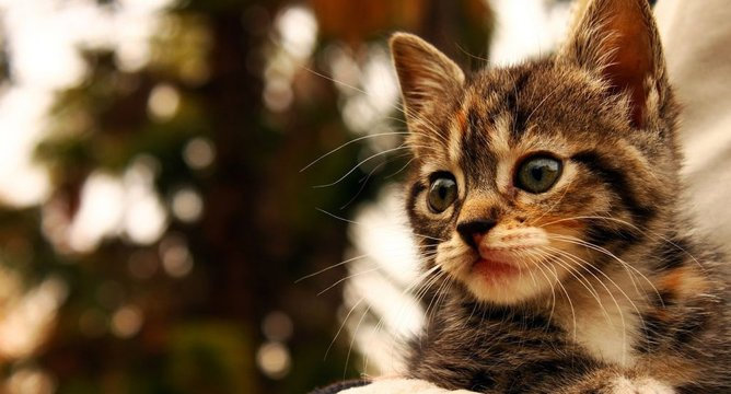 Gift Guide: For the Animal Lover
