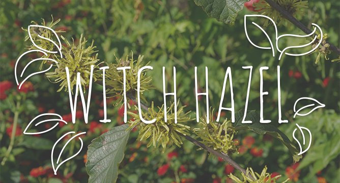 Ingredient Breakdown: Witch Hazel