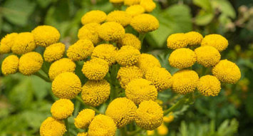 Ingredient Breakdown: Blue Tansy