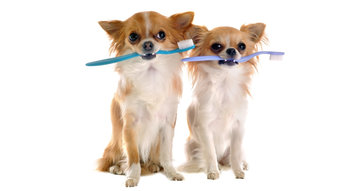 7 breath-freshening products for dogs