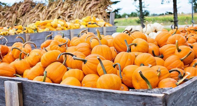 Delectable Canned Pumpkin Recipes