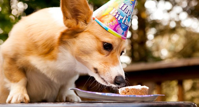 Recipe: Dog Birthday (or Everyday) Cupcakes