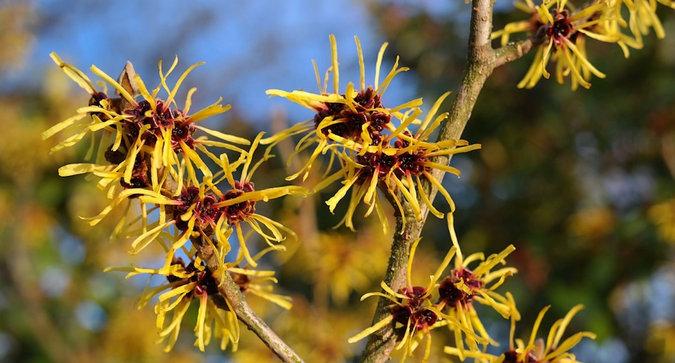 Save Summer Skin With This Dickinson's Witch Hazel VoxBox