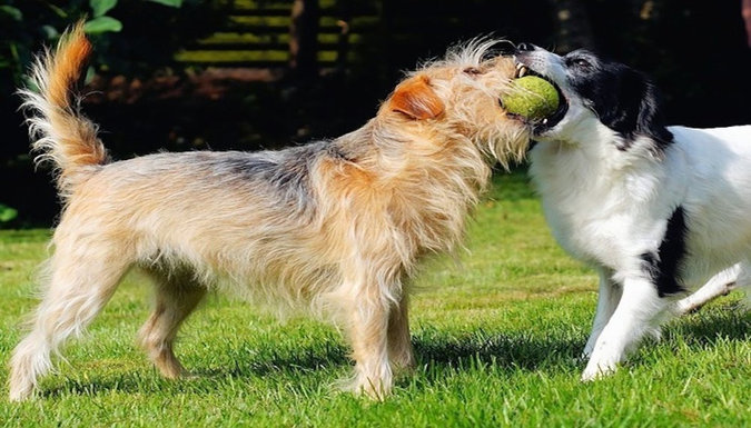Best Grooming Products for Dogs