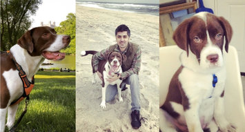 7 Dog Products to Keep a Pup Happy from Co-Founder Aydin Acar