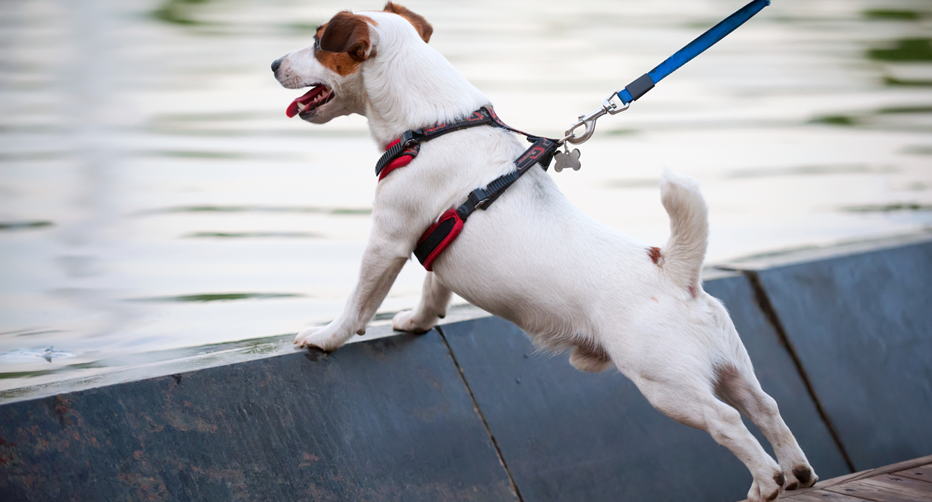 Diagram The Best Dog Harnesses For Your Furry Friend