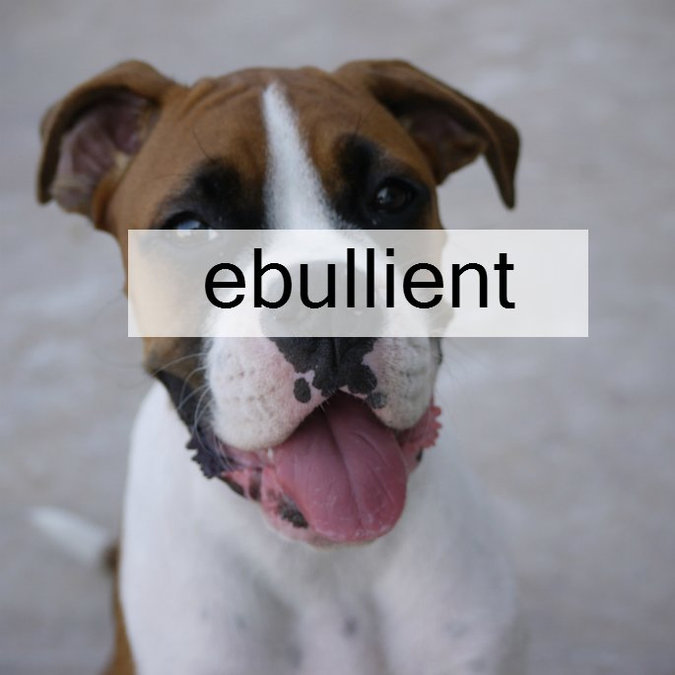 Word of the Day