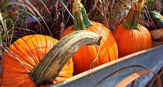 7 Ingenious Ways to Use Pumpkins!