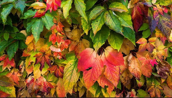Influenster Autumn Essentials