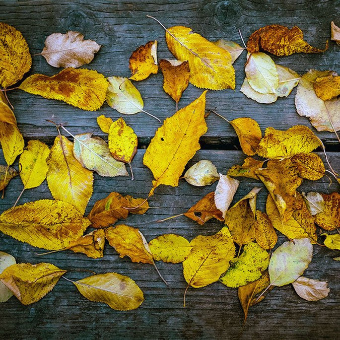 Influenster Playlist: Autumn Acoustics