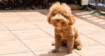 The Best Flea Treatments for Dogs: 9K Reviews