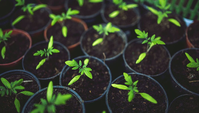 DIY Mason Jar Herb Garden