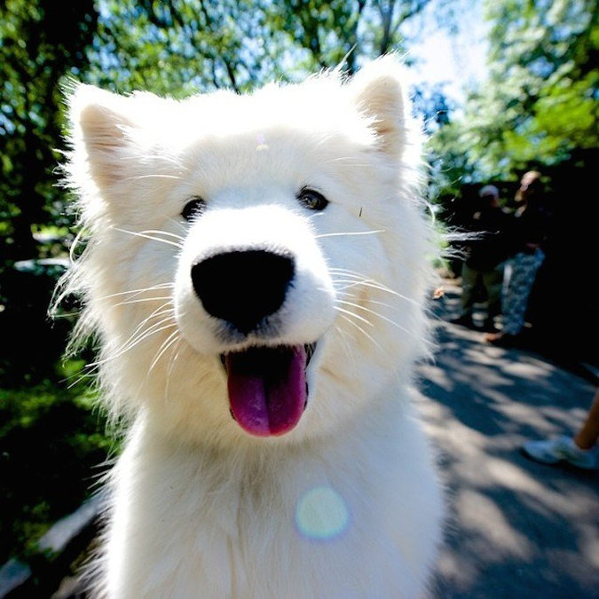 Instagrammers to Follow: Dog Therapy Edition