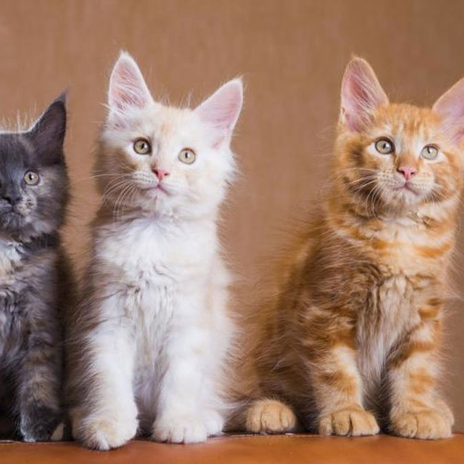 GIF Soup: National Cat Day