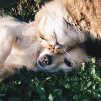 This Brand Will Have Your Furry Friends Eating Well
