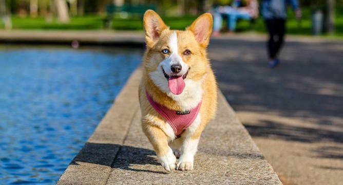 Ways to Keep Your Dog Cool in the Summer