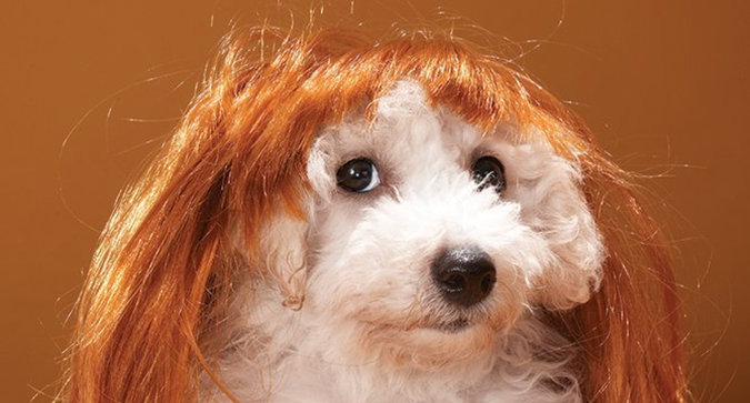 The Best Products to Fight Pet Hair