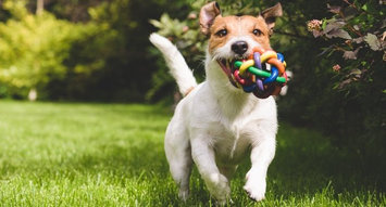 The Best Indestructible Dog Toys