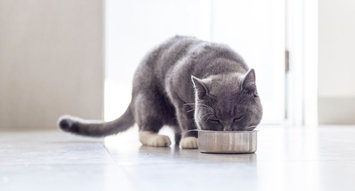 The Most Addictive Cat Treats