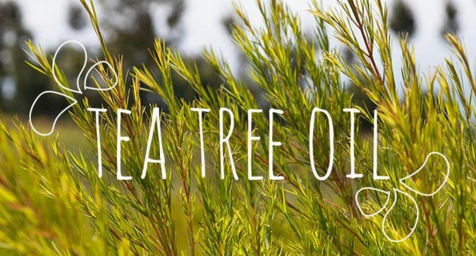 Ingredient Breakdown: Tea Tree Oil