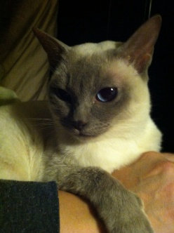 Photo of ASPCA uploaded by Jen D.