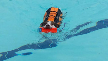 Photo of Kyjen OH2524 Outward Hound Life Jacket Extra Large Orange 15 in. x 22 in. x 14 in. uploaded by Heather S.