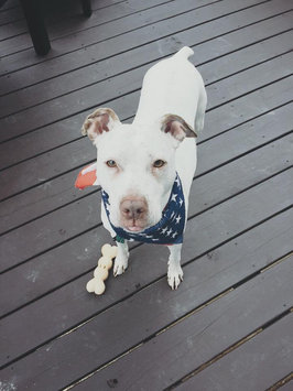 Photo of Canidae Grain-Free Can Salmon 13.2 oz uploaded by Amber P.