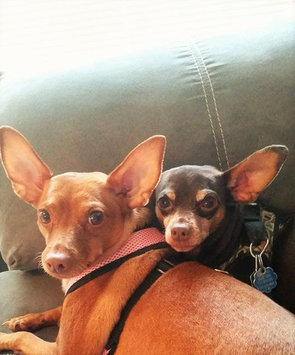 Photo of Pet Head Dirty Talk Deodorizing Shampoo uploaded by Jade M.