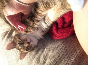 Photo of Pounce Cat Treats uploaded by Ashley A.