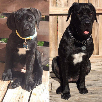 Photo of Eukanuba Puppy and Junior Large Breed Food uploaded by Nicole B.