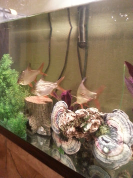 Photo of Tetra TetraMin Large Tropical Flakes uploaded by Heather F.