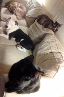 Photo of Humane Society of the United States uploaded by Gina P.