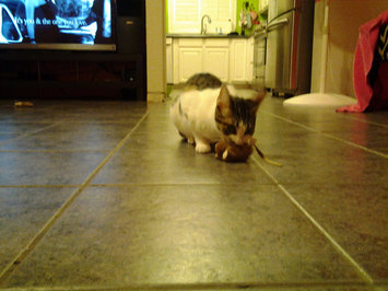 Photo of Play -N- Squeak MouseHunter Cat Toy uploaded by member-eb806945112aa3a25215476ae4eb50aa