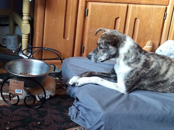 Photo of THE BLUE BUFFALO CO. BLUE™ Life Protection Formula® Chicken and Brown Rice Recipe For Adult Dogs uploaded by Angie H.