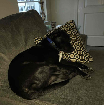 Photo of Burt's Bees Burts Itch Soothing Dog Spray uploaded by Brittany F.
