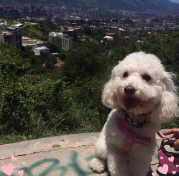 Photo of Blue Buffalo BLUE FreedomTM Senior Dog Food uploaded by María Gabriela M.