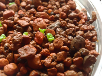 Photo of Sahale Snacks® Honey Almonds Glazed Mix uploaded by Amber B.