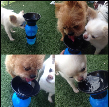 Photo of Aqua Dog Travel Water Bowl Bottle in Aqua uploaded by Cristina V.