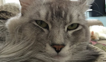 Photo of Fancy Feast Grilled Gourmet Cat Food uploaded by Nicole O.