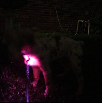 Photo of Nite-ize Nite Ize 5 Pack SpotLit L.E.D. Carabiner Light White, Red, Green, Blue & Disco uploaded by Alex H.