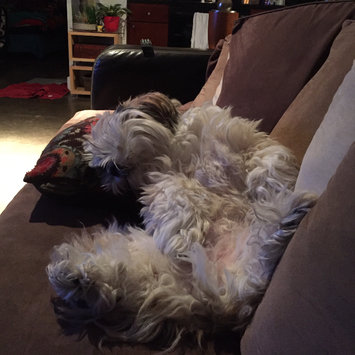 Photo uploaded to Pet Head Dirty Talk Deodorizing Shampoo by Danielle P.