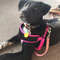 Four Paws Comfort Control Harness Blue Large uploaded by Tiffany K.