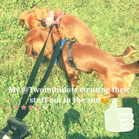Four Paws Comfort Control Harness Blue Large uploaded by Gia J.