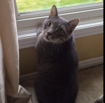 Photo of TEMPTATIONS™ MixUps Treats For Cats Farmer's Feast Cat Treats uploaded by Kaitlin D.